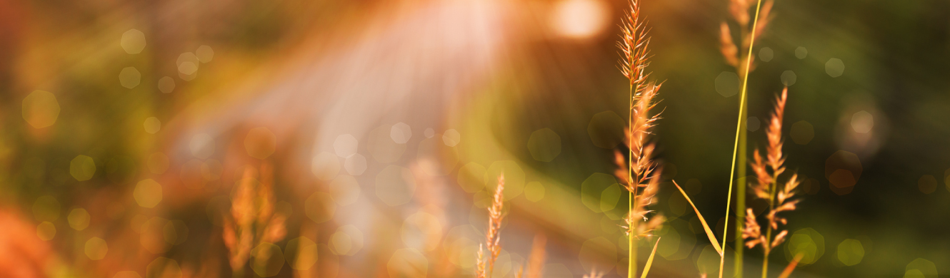 A plant illuminated in light of sunset