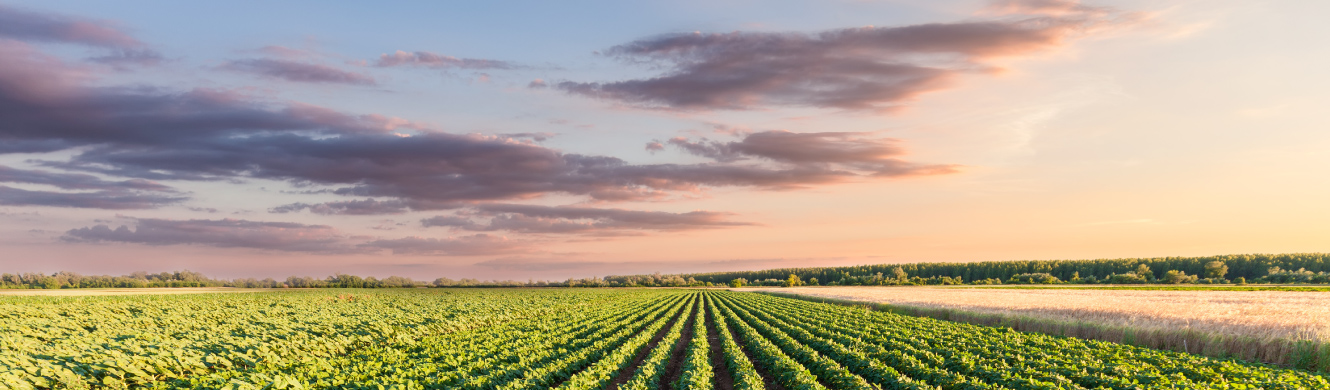 A sunset of bean field